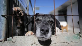 Tiere in Spanien erhalten eigene Rechte