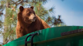 Der Problembär mag die Mülltonne