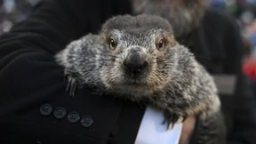Welches Wetter sagt Punxsutawney Phil voraus?