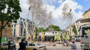 Anwohner verabschieden sich von vergifteten Platanen