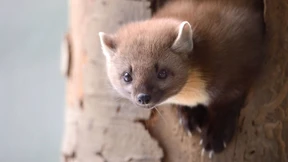 Der Feind meines Feindes ist mein bester Freund