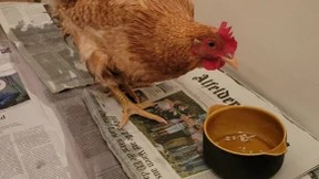 Huhn verbringt eine Nacht in Gewahrsam