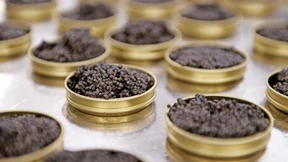 Leben wie Stör in Frankreich