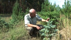 Hilfe! Unsere Weihnachtsbäume vertrocknen
