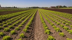 Im Schlaraffenland des Gemüses