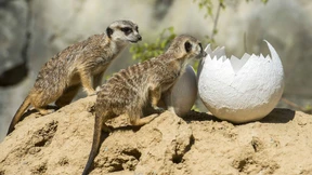 Erdmännchen auf Eiersuche