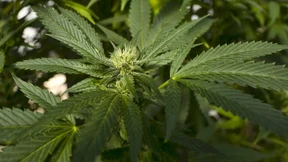 Marlboro-Hersteller kauft sich ins Cannabis-Geschäft ein