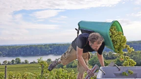 Schwitzen bei der Weinlese