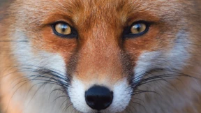 Ein Fuchs namens Solomon