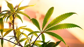 Cannabiszüchter rücken Philips ins Zwielicht