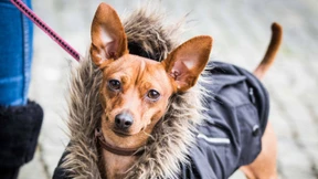 Der missverstandene Hund