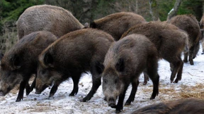 Radler und Wildschweine bremsen Bahn aus