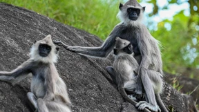 Große Gruppen in großen Höhen
