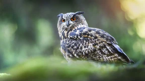 Mehr Aufmerksamkeit für die Waisenkinder der Medizin