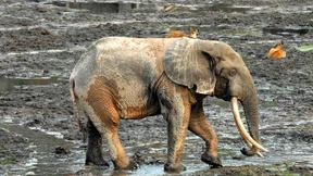 Afrikanische Waldelefanten akut vom Aussterben bedroht