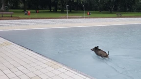 Mitarbeiter entdeckt planschende Wildschweine in Wellenbad
