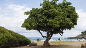 Zur Côte d’Azur mit Hilfsmotor