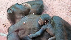 Auch Schimpansen bringen Babys nicht mühelos zur Welt