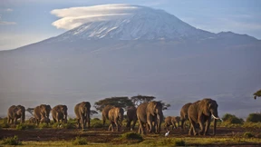 Wann ein Ökosystem am besten funktioniert