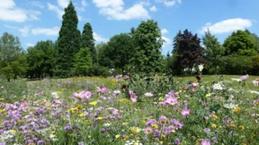 Sag mir, wann die Blumen blühen