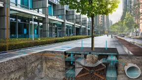 So überleben die Stadtbäume