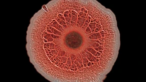 Wie Bakterien sich zu Schleim-WGs zusammenschließen