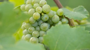 Weinlese in Norddeutschland beginnt