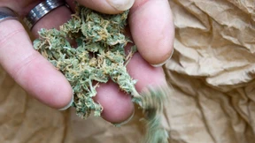 Cannabis-Samen im Internet bestellt