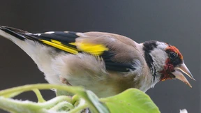  Der Stieglitz ist Vogel des Jahres 