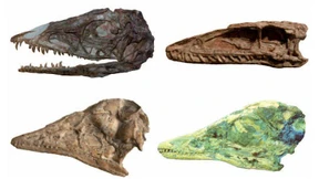 Manchem Vogel steckt der Dinosaurier in den Knochen