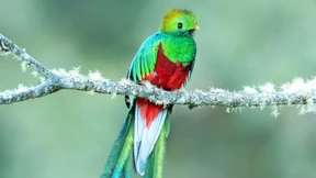 Im Wald des Zaubervogels