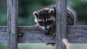 Nachts frisst er Eier, Küken und Rehkitze