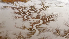 Was in Noahs Wäldern wuchs