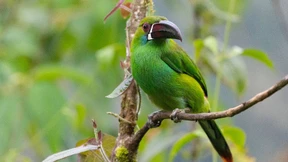 Vogelsterben gefährdet Bäume in Regenwäldern