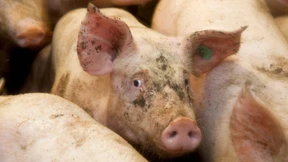 „Die Moral gebietet, auf Fleisch zu verzichten“