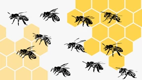 Was die Honigbiene der Volkswirtschaft bringt