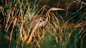Herrscher der Pfahlstellung