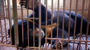 Illegale Bärenschlachtung