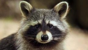 Waschbären-Plage: Possierlichkeit darf kein Schutz sein