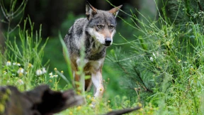 Der Wolf kehrt zurück