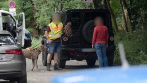 Polizei sucht nach entlaufener Löwin