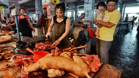 Hundegerichte zur Sonnenwende