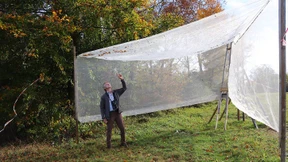 Fast so wichtig wie Bienen