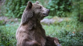 Bär greift Wanderer in Griechenland an