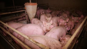 20.000 Schweine verenden bei Brand in Mastanlage