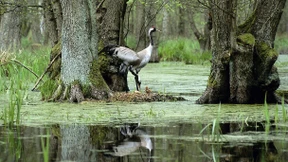 Den Kranichen fehlt das Wasser zum Brüten
