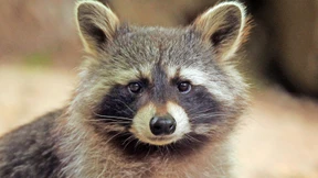 Tierkliniken wollen keine Waschbären