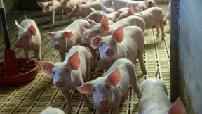 Wie das Tierwohllabel praxistauglich werden soll