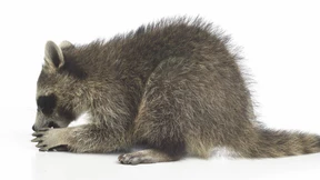 Der kleine Bär mit dem Waschzwang