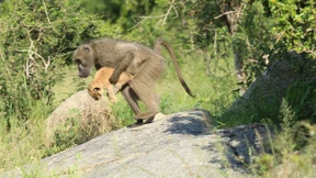 Pavian klaut Löwenbaby 